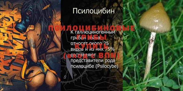 индика Богородицк